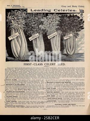 Beckert's Garten, Feld und Blumensamen. Allegheny, Pa, Wm. C. Beckert, 1901. Blumen, Gemüse, Obst, Samen, Sellerie, Kataloge, Gartenwerkzeuge, kommerzielle Kataloge, Glühbirnen, Pflanzen, Gartengeschichten, in Blüte, WM. C. Beckert, das Bild zeigt eine Werbung für verschiedene Arten von Selleriesamen, die die Attribute verschiedener Sorten hervorhebt. Darunter sind „White Plume“, bekannt für seine knackige Textur, „Golden Self-Blanching“, bekannt für sein leichtes Wachstum und seinen Geschmack, und „Boston Market“, der für seine zünftigen Stiele gefeiert wird. Jede Sorte wird mit unterschiedlichen Merkmalen dargestellt, die das zeigen Stockfoto