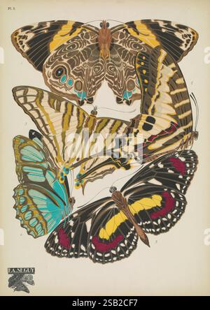 Papillons, Paris, Tolmer [ca. 1925], Tierformen, Schmetterlinge, Dekoration und Ornamente, Bildwerke, Insekten, schmetterlinge, Smyrna blomfildia, Papilio polycenes, Coloenis dido, Cyrestis elegans, Tithorea bonplandi, Arthropoda, Arthropod, hsa, Eine lebendige Sammlung von detailreichen Schmetterlingen, die verschiedene Arten in einer harmonischen Anordnung darstellen. Die Schmetterlinge zeigen eine Vielzahl von Farben und Mustern, mit auffälligen Flügeldesigns, die die Schönheit und Vielfalt dieser Insekten hervorheben. In der oberen Reihe sind große, verzierte Schmetterlinge mit satten Braun- und Goldtönen zu sehen, während in der unteren Sektio Stockfoto