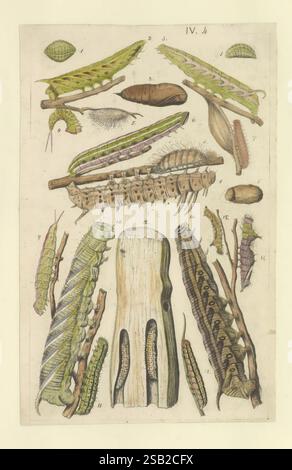 Schmetterlinge, Manuskript, [zwischen 1873 und 1883?], Schmetterlinge, Lebenszyklen, Manuskripte, Bildwerke, Insekten, Schmetterlinge, eine komplizierte Illustration, die verschiedene Arten von Raupen und ihre charakteristischen morphologischen Merkmale zeigt. Das Bild zeigt eine Reihe von Farben und Mustern auf den Körpern der Raupen und hebt deren Anpassungen hervor. Es werden verschiedene Entwicklungsstadien dargestellt, darunter verschiedene Größen und Formen sowie zusätzliche Details wie Blätter und Samen, die diese Larven begleiten. Die Zusammensetzung macht auf die Vielfalt dieser Insektengruppe aufmerksam Stockfoto