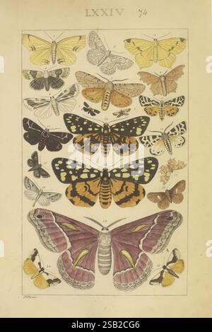 Schmetterlinge, Manuskript, zwischen 1873 und 1883?, schmetterlinge, Lebenszyklen, Manuskripte, Bildwerke, Insekten, Schmetterlinge, Eine wunderschön angeordnete Sammlung von Schmetterlingen und Falter in systematischem Format. Die Abbildung zeigt verschiedene Arten, die ihre charakteristischen Flügelmuster, Farben und Größen hervorheben. Oben befinden sich mehrere Schmetterlinge mit zarten Gelb- und Weißtönen, während im Zentrum größere Falter und Schmetterlinge zu sehen sind, einige mit auffälligen orange- und schwarzen Mustern. Die Vielfalt der Formen und komplizierten Details spiegelt die Vielfalt dieser Insektenordnung wider. Jeweils Stockfoto