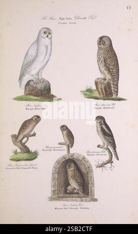 Skandinaviens Fugle Kjøbenhavn L.A. Jørgensen 1875-1879 Vögel Dänemark Island Grönland Skandinavien Surnia ulula kleine Eule Bubo scandiacus Athene noctua Ural Eule Strix uralensis Schneehauze Aegolius funereus Nordfalkeule Glaucidium passerinum Boreal Eule Eurasische Zwergkauze zeigt eine Sammlung verschiedener Eulenarten, jede mit komplizierten Details dargestellt. In der Mitte steht eine majestätische weiße Eule auf einem felsigen Barsch und zeigt ihr markantes Gefieder. Sie flankiert von zwei Eulen in natürlichen Posen: Einer mit braunen melierten Federn und einer eigenen Gesichtsscheibe, und der andere mit einem kleineren A Stockfoto