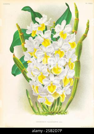 Lindenia, Gand [Belgien], Impr. F. Meyer-van Loo, 1885-1906, Klassifizierung, Reiseführer, Identifizierung, Nomenklatur, populäre Nomenklatur, Orchidaceae, Orchideen, Bildwerke, Terminologie, Eine atemberaubende Darstellung von Dendrobium galloceanum, mit einer Gruppe von zarten weißen Blumen mit leuchtenden gelben Zentren. Die Blüten blühen reichlich, umgeben von üppig grünen Blättern, die einen auffälligen Kontrast bilden. Die Gesamtkomposition unterstreicht die Eleganz und die komplizierte Schönheit dieser Art und fängt die Essenz ihres natürlichen Lebensraums ein. Die anmutige Anordnung der Blumen und der Fol Stockfoto