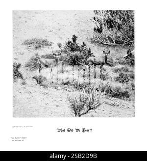 Hufe, Klauen, Geweihe, Rocky Mountains, Kamera, Denver, Colorado, F.S. Thayer, 1894, Animals, die Szene zeigt zwei junge Hirsche, die wachsam in einer natürlichen Umgebung stehen, umgeben von karger Vegetation und niedrigen Sträuchern. Beide Hirsche zeigen ein Gefühl der Neugier und Vorsicht, mit hochgezogenen Ohren, als würden sie auf ein unsichtbares Geräusch in ihrer Umgebung reagieren. Die Landschaft deutet auf ein trockenes, offenes Gebiet mit verstreuter Flora hin, was auf einen friedlichen und doch wachsamen Moment im täglichen Leben der Tiere hindeutet. Unter der Abbildung befindet sich die Beschriftung „Was haben wir gehört?“ Fügt ein Intrigenelement in hinzu Stockfoto