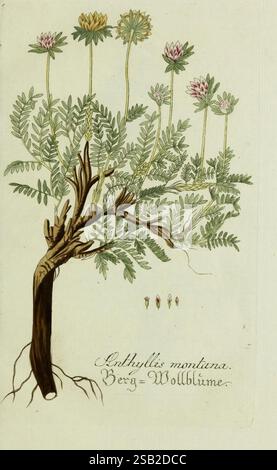 Plantarum indigenarum et exoticarum icones ad vivum coloratae oder Sammlung nach der Natur gemalter Abbildungen inn- und ausländlischer Pflanzen für Liebhaber und Beflissene der Botanik Botanik schnelle Bildwerke Pflanzen Anthyllis montana Anthyllis montana ist eine botanische Darstellung einer Pflanze namens „Galthyllis montana“, allgemein bekannt als Bergwollblume. Die Darstellung zeigt ein robustes, detailgetreues Wurzelsystem, das aus dem Boden herausragt und aus dem mehrere schlanke Stiele hervorragen. Jeder Stiel ist mit V verziert Stockfoto