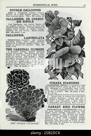 Lippincott Seeds, Minneapolis, Minn, Miss C.H. Lippincott, 1915, Blumen, Gemüse, Obst, Samen, Kataloge, Baumschulen, Gartenbau, Gartengeschichten, in Blüte, die Seite zeigt eine Vintage botanische Illustration, die verschiedene Pflanzen zeigt, begleitet von detaillierten Beschreibungen jeder Pflanze. Auf der linken Seite befindet sich eine Darstellung der „Double Calliopsis“ mit ihren lebendigen Blüten, die als neue Doppelsorte gekennzeichnet sind. Es betont, dass sie in verschiedenen Farben blühen und in Blumenrändern gedeihen. Als Nächstes wird die „Calliopsis, oder Coreopsis, Single“ illustriert, die für ihre Widerstandsfähigkeit und Schönheit in Gärten bekannt ist, besonders Stockfoto