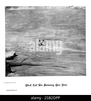 Hufe, Klauen und Geweihe der Rocky Mountains, vor der Kamera. Denver, Co. F.S. Thayer, 1894. Tiere, malerische Werke., Ein Schwarzschwanz-Hirsch schwimmt anmutig über einen Fluss und zeigt seine kraftvollen, wendigen Bewegungen, während es durch das Wasser navigiert. Die Szene fängt die natürliche Eleganz des Hirsches ein und unterstreicht den Kontrast zwischen der schlanken Form des Tieres und dem Fluss, der es umgibt. Die ruhige Umgebung vermittelt ein Gefühl der Harmonie mit der Natur, während die nach oben gedrehten Ohren des Rehs Wachsamkeit gegenüber seiner Umgebung vermitteln. Im Vordergrund erscheinen subtile Details wie Äste und plätscherndes Wasser Stockfoto