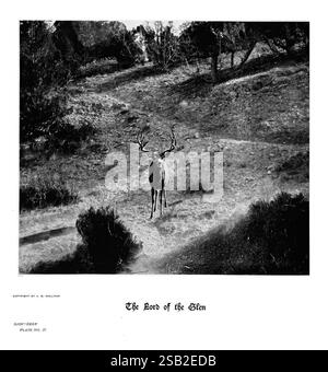 Hufe, Klauen, Geweihe, Rocky Mountains, Kamera, Denver, Co, F.S. Thayer, 1894, Animals, malerische Werke, Ein majestätischer Hirsch steht stolz in einer ruhigen Landschaft und fängt das Wesen der Wildnis ein. Der Hirsch, der mit einem großen Geweih verziert ist, blickt direkt auf den Betrachter und verkörpert Anmut und Stärke. Die Umgebung ist eine natürliche Umgebung, die von sanftem Gelände und karger Vegetation geprägt ist, einschließlich Sträuchern und Bäumen, die die Szene unterstreichen. Der Titel „der Herr der Glen“ deutet auf eine königliche Präsenz hin, die an die Schönheit und Ruhe der ungezähmten Natur erinnert. Diese Darstellung hebt hervor Stockfoto
