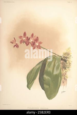 Reichenbachia, St. Albans, London, New York, F. Sander & Co, Orchid Growers & Importers, H. Sotheran & Co, I. Forstermann, 1888-1890, Orchidaceae, Henry Frederick Conrad Sander, Orchideen, Botanik, Blumen, Taxonomie: Family= Orchidaceae, Henry George Moon, Phalaenopsis speciosa, Eine wunderschön illustrierte Darstellung der Orchidee Phalaenopsis speciosa, die ihr zartes Blumenarrangement mit satten, tiefen Rosa- und Violetttönen zeigt. Die Komposition betont die eleganten, langen Blütenblätter und die komplizierten Details der Blüten, die sich im Kontrast zu den breiten, glänzend grünen Blättern befinden. Der Hintergrund Stockfoto
