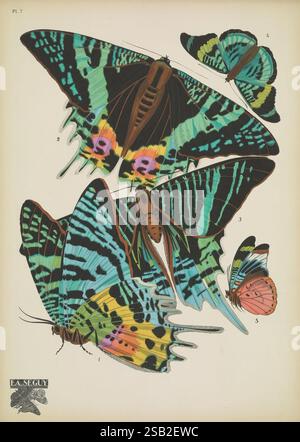 Papillons, Paris, Tolmer [ca. 1925], Tierformen, Schmetterlinge, Dekoration und Ornamente, Bildwerke, Insekten, Schmetterlinge, Chrysiridia ripheus, Urania leilus, Allheilmittel prola zaraja, Arthropoda, Arthropoda, Arthropoden, HSA, Chrysiridia ripheus, madagassische Sonnenuntergangsmotte, grünbändige Urania-Motte, Entomologie, Taxonomie: trinomial = panacea prola zaraja, Taxonomie: trinomial = panacea prola zaraja, panacea prola, prola Beauty, Rotflasher-Schmetterling, Emile-Allain Séguy, die Abbildung zeigt eine Sammlung verschiedener Schmetterlingsarten, die jeweils mit lebendigen Mustern und Farben dargestellt sind. Detaillierte Anmerkungen numb Stockfoto