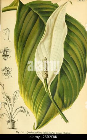 Gartenflora, Erlangen, F. Enke, 1852-1940, Botanik, Gartenbau, Deutschland, Zeitschriften, Zierpflanzen, Pflanzen, Blume Stockfoto