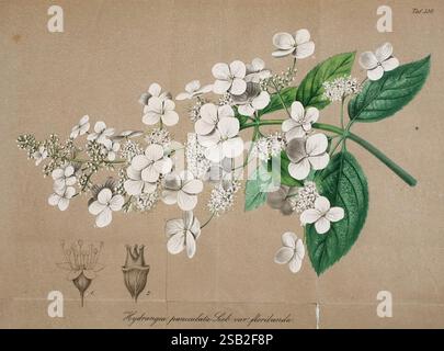 Gartenflora Erlangen F. Enke 1852-1940 Botanik Gartenarbeit Deutschland Zeitschriften Pflanzen Zierpflanzen Blume Stockfoto