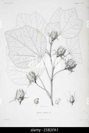 Tentamen florae Abyssinicae, Parisiis, Arthus Bertrand, 1847–1851, die Komposition zeigt eine detailreiche botanische Illustration von Hibiscus calyphyllus, die seine markanten Blätter und floralen Elemente zeigt. Die großen, strukturierten Blätter zeigen ein kompliziertes Venenmuster, das ihre natürliche Form unterstreicht. Daneben sind die zarten Knospen und Blüten dargestellt, die ihre einzigartigen Formen und Merkmale einfangen. Die botanische Darstellung wird durch Samen ergänzt, die den allgemeinen pädagogischen Aspekt der Illustration ergänzen. Dieses Kunstwerk spiegelt die wissenschaftliche Untersuchung des Pflanzenlebens wider und hebt hervor Stockfoto
