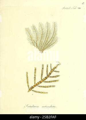 Die Pflanzenthiere in Abbildungen nach der Natur, Nürnberg, in der Raspischen Buchhandlung, 1791-1830, Cnidaria, Ctenophora, die Abbildung zeigt zwei detaillierte botanische Exemplare. Der obere Teil zeigt eine zarte, federnde Pflanze, die einem Farn ähnelt, mit langen, fein geteilten Blättern mit komplizierten Mustern. Darunter zeigt ein weiteres Exemplar eine segmentierte, spindelähnliche Struktur mit einer zentralen Achse, die eine Reihe von artikulierten Segmenten zeigt, die auf eine einzigartige Morphologie hinweisen. Beide Abbildungen sind beschriftet, was zu ihrer wissenschaftlichen Dokumentation beiträgt. Stockfoto