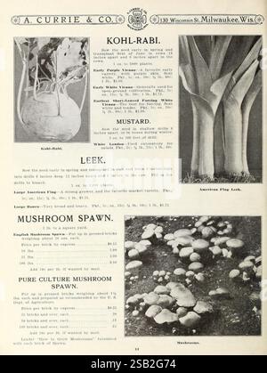 Garten- und Pflanzensamen, Milwaukee, Wis, A. Currie & Company, 1912, Blumen, Gemüse, Gartenarbeit, Saatgut, Kataloge, Ausrüstung und Zubehör, Gärtnereien, Gartenbau, Pflanzen Zierpflanzen, Zwiebeln, Pflanzen, Gartengeschichten, in Blüte, diese Seite enthält eine Werbung von A. Currie & Co., in der verschiedene Gemüsesorten und deren Anbau hervorgehoben werden. Es zeigt Kohlrabi, ein knolliges Gemüse, das für seinen milden Geschmack bekannt ist, sowie Lauch, der für seinen zarten Zwiebelgeschmack bekannt ist. Anweisungen empfehlen, die Samen früh im Frühjahr zu säen, um ein optimales Wachstum zu erzielen. Der Senfbereich betont seine kulinarische Vielseitigkeit und Ei Stockfoto