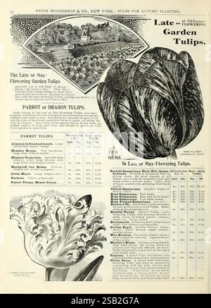Herbstzwiebelkatalog, New York, Peter Henderson & Co, 1900, Blumen, Tulpen, Gartenarbeit, Saatgut, Kataloge, Ausrüstung und Zubehör, Zwiebeln und Pflanzen, Handelskataloge, Peter Henderson Co., Gartengeschichten, in Blüte Stockfoto