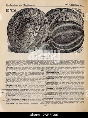 Beckert's Garten, Feld und Blumensamen. Allegheny, Pa, Wm. C. Beckert, 1901. Blumen, Gemüse, Obst, Samen, Kataloge, Muskmelon, Gartenwerkzeuge, kommerzielle Kataloge, Birnen, Pflanzen, Gartengeschichten, in Blüte, WM. C. Beckert Stockfoto