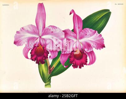 Lindenia, Gand [Belgien], Impr. F. Meyer-van Loo, 1885-1906, Klassifizierung, Reiseführer, Identifizierung, Nomenklatur, populäre Nomenklatur, Orchidaceae, Orchideen, Bildwerke, Terminologie, das Kunstwerk bietet eine exquisite Anordnung von lebendigen Orchideen, die ihre komplizierten Details und üppigen Farben zeigen. Hervorzuheben sind zwei große Blüten mit zarten Rüschenblättern in sanften Rosa- und tiefem Magenta-Tönen, umgeben von üppig grünen Blättern. Die einzigartigen Texturen der Blütenblätter und ihre anmutigen Kurven unterstreichen die Eleganz dieser Blüten. Die Zusammensetzung erfasst die nat Stockfoto