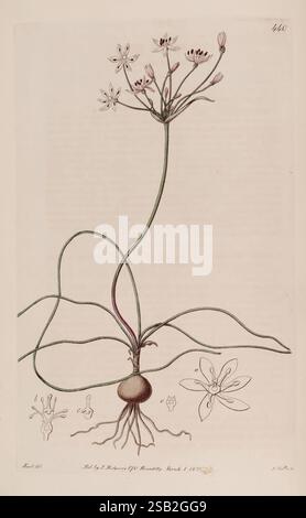 The Botanical Register London druckte für James Ridgway 1815-1828 1815 19th Century Botany Kupferstiche England Graphic Media Großbritannien handkolorierte Icones Periodicals Pictorial Works Plant Introduction plants ornamental 28 Stockfoto