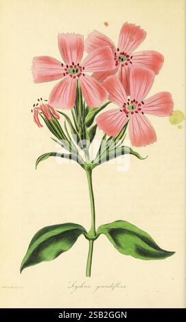 Paxton's Magazine of Botany London Orr and Smith Botany Periodika Blumen Stiele Blätter Stockfoto