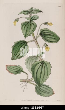 The Botanical Register London, gedruckt für James Ridgway, 1815–1828. 1815, 19. Jahrhundert, Botanik, Kupferstiche, England, Grafikmedien, Großbritannien, handkoloriert, Ikonen, Zeitschriften, Bildwerke, Pflanzeneinführung, Pflanzen ornamental, 13 Stockfoto