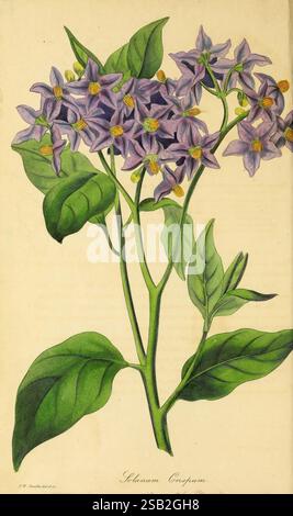Paxton's Magazine of Botany London Orr and Smith Botany Periodika Blumen Stiele Blätter Stockfoto