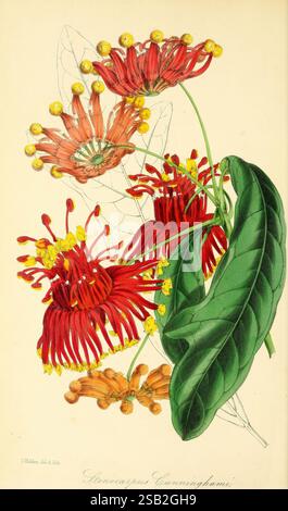Paxtons Zeitschrift für Botanik London Orr and Smith Botanik Zeitschriften Blumen Stiele verlassen Stenocarpus Cunninghamii Little Wheel Bush Stockfoto