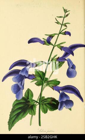 Paxton's Magazine of Botany London Orr and Smith Botany Periodika Blumen Stiele Blätter Stockfoto