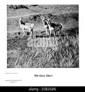 Hufe, Klauen und Geweihe der Rocky Mountains, vor der Kamera, Denver, Co, F.S. Thayer, 1894, Tiere, malerische Werke, Ein Antilopentrio steht in einer natürlichen Umgebung wachsam, ihre Augen auf etwas in der Ferne gerichtet, das ein Gefühl der Neugier und Wachsamkeit verkörpert. Die Kulisse bietet üppiges Gras, was auf eine ruhige Umgebung hindeutet, in der diese anmutigen Kreaturen frei herumstreifen können. Die Szene fängt einen Moment der Stille in der Wildnis ein und hebt die eleganten Formen der Antilope und das friedliche Zusammenleben der Natur hervor. Oben der Titel „Wer kommt da?“ Deutet auf ihr instinktives Bewusstsein für Th hin Stockfoto
