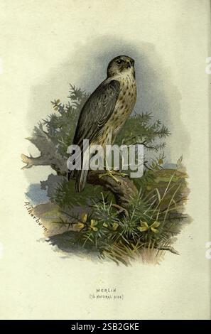 Bekannte Wildvögel, London, New York, Cassell, 1883, Vögel, Wörterbücher, Bildwerke, falco, Columbarius, merlin, Eine detaillierte Abbildung eines merlin, eines kleinen Raubvogels, der anmutig auf einem Ast thront. Der Vogel zeigt einen schlanken Körper mit einem grau-braunen Gefieder, das sich durch seinen scharfen, scharfen Blick und seine markanten Gesichtsmarkierungen auszeichnet. Um den merlin herum deuten Anklänge von Laub auf einen natürlichen Lebensraum hin, der der Komposition einen Hauch von Farbe und Leben verleiht. Das Kunstwerk ist bekannt für seine Liebe zum Detail, das die Merkmale und die Haltung des Vogels einfängt und mit dem Namen „Merli“ beschriftet ist Stockfoto