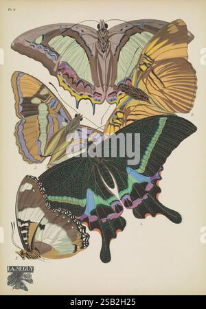 Papillons, Paris, Tolmer [ca. 1925], Schmetterlinge, Insekten, Arthropoda, schmetterlinge, Bildwerke, Dekoration und Ornamente, Hypolimnas misippus, Tierformen, adelphamelanippe, eribeo aathamas, adelphabredowi, papilio krishna, Arthropod, Eine Sammlung von detailgetreuen Darstellungen verschiedener Schmetterlingsarten, die ihre lebendigen Farben und charakteristischen Muster zeigen. Das Arrangement hebt fünf verschiedene Schmetterlinge hervor, jeder mit einzigartigen Flügeldesigns, die ihre Schönheit und Vielfalt betonen. Die Schmetterlinge sind beschriftet, was ihre Klassifizierung angibt, während das Kunstwerk die delica einfängt Stockfoto