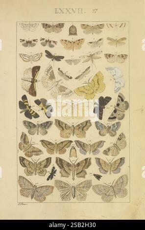Schmetterlinge, Manuskript, [zwischen 1873 und 1883?], Schmetterlinge, Lebenszyklen, Manuskripte, Bildwerke, Insekten, Schmetterlinge, Eine detaillierte Illustration, die eine Reihe von Schmetterlingen und Falter zeigt, in einem Gittermuster für Bildungszwecke angeordnet. Jedes Exemplar ist sorgfältig beschriftet und hebt seine einzigartigen Muster und Farben hervor. Die Vielfalt umfasst unterschiedliche Flügelformen, -Größen und komplizierte Designs, die die Vielfalt der lepidoptera demonstrieren. Die Gesamtkomposition ist mit einer dekorativen Umrandung umrahmt, die den ästhetischen Reiz der wissenschaftlichen Studie unterstreicht. Das Kunstwerk ist ein Hinweis auf Hist Stockfoto
