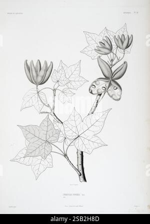 Tentamen florae Abyssinicae Parisiis Arthus Bertrand 1847-1851, diese Illustration zeigt eine botanische Studie der Sterculia (auch bekannt als Sterculia-Baum) zusammen mit komplizierten Details ihrer Blätter und Blüten. Hervorzuheben sind die charakteristischen sternförmigen Blätter mit gezackten Kanten, die ihre einzigartige Form und Textur zeigen. Die Darstellung hebt auch die Blüte des Baumes hervor und zeigt Blütenblätter, die sich anmutig kräuseln, und einen Schmetterling, der elegant in der Nähe thront, mit markanten Markierungen. Die Gesamtkomposition betont das empfindliche Zusammenspiel zwischen den botanischen Elementen und dem n Stockfoto