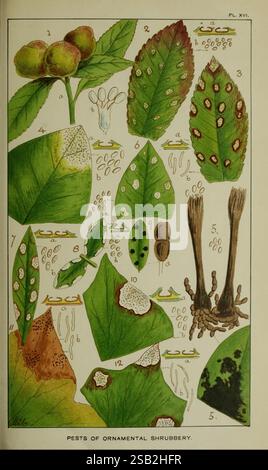 Journal of the Royal Horticultural Society of London, London, gedruckt für die Royal Horticultural Society von Spottiswoode & Co, Botanik, Obstkultur, Gartenbau, Zeitschriften, Gesellschaften, Tuinbouw, Tuinen, Tuinieren, eine detaillierte Illustration, die verschiedene Schädlinge zeigt, die Zierstrauch beeinflussen. Das Kunstwerk enthält eine Sammlung von Blättern, die mit Zahlen gekennzeichnet sind, die die unterschiedlichen Symptome hervorheben, die durch verschiedene Schädlinge verursacht werden. Zu den wichtigsten Elementen gehören: 1. Blatt mit einer Reihe kleiner, weißer Baumwollmassen, die auf das Vorhandensein von Mealybugs hinweisen. 2. Nahaufnahme von Blattläsionen und verfärbten Flecken Stockfoto