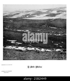 Hufe, Klauen und Geweihe der Rocky Mountains, vor der Kamera. Denver, Co. F.S. Thayer, 1894. Tiere, malerische Werke, Eine weite, offene Landschaft erstreckt sich über die Szene, die von sanften Hügeln und Schneebesen geprägt ist. Im Vordergrund sammelt sich eine vielfältige Gruppe von Antilopen, deren Formen sich vom gedämpften Gelände abheben. Die Tiere scheinen ihre Umgebung zu beobachten, wobei einige wachsam erscheinen, während andere entspannter sind. Die Kulisse bietet einen weicheren Gefälle weit entfernter Hügel, wodurch die weitläufige Aussicht noch tiefer wird. Die Komposition weckt ein Gefühl der Ruhe in der Natur, Highli Stockfoto