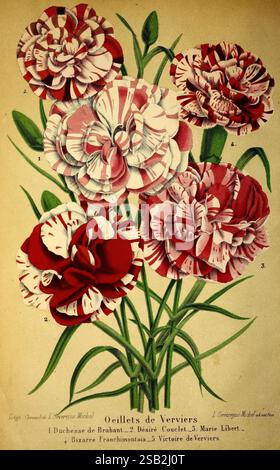 Belgique horticole, Lüttich, Botanik, Gartenbau, Zeitschriften, Pflanzen, Belgien, Lüttich, Eine wunderschön illustrierte botanische Komposition mit einer Vielzahl von lebendigen Nelken. Das Arrangement zeigt fünf unterschiedliche Blüten, die sich durch ihre einzigartige Färbung und Muster auszeichnen. Die Blüten zeigen tiefrote, hellrosa und weiße Farbtöne, oft mit komplizierten Streifenmustern. Jede Blüte ist genau mit den Nummern gekennzeichnet, die ihren spezifischen Namen entsprechen: Duchesse de Brabant, Désiré Coulet, Marie Libert, Bizarre Franchimont und Victoire de Verviers. Die Detailwiedergabe betont Stockfoto