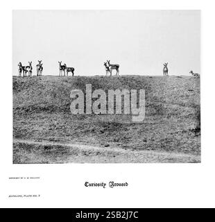 Hufe, Klauen, Geweihe, Rocky Mountains, Kamera, Denver, Colorado, F.S. Thayer, 1894, Animals, Bildwerke, in einer ruhigen Landschaft, steht eine Antilopengruppe auf einem sanft abfallenden Aufstieg, deren Aufmerksamkeit von etwas Unsichtbarem gefesselt ist. Die Tiere weisen eine Reihe von Haltungen auf, einige sind aufmerksam und geduldig, während andere entspannter wirken, aber alle spiegeln eine gemeinsame Neugier auf ihre Umgebung wider. Das karge Gelände erstreckt sich im Vordergrund und unterstreicht die natürliche Schönheit und Einfachheit der Szene. Die Inschrift darunter lautet „Curiosity Croused“ und fängt das Wesen des Augenblicks als Th ein Stockfoto