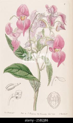 Edwards's, Botanical, Register, London, James, Ridgway, 1829-1847, 1829, 19. Jahrhundert, Botanik, Kupfer, Gravur, England, Grafik, Medien, Großbritannien, Hand, farbig, Ikonen, Zeitschriften, Bilder, Werke, Pflanzen, Einführung, Pflanzen, Zierpflanzen, Sarah, Ann, Drake, Frauen, in der Wissenschaft, Eine wunderschön illustrierte botanische Studie einer blühenden Pflanze, die ein Arrangement von zarten Blüten in Rosa- und Lavendeltönen zeigt, hervorgehoben mit komplizierten Mustern. Die Komposition enthält detaillierte Darstellungen verschiedener Stadien der Anatomie der Blüte, einschließlich der Fortpflanzungsstrukturen. Üppige g Stockfoto