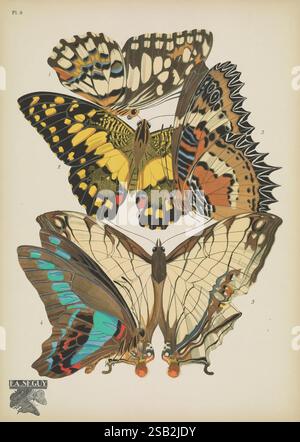Papillons, Paris, Tolmer [ca. 1925], Schmetterlinge, Insekten, Arthropoden, schmetterlinge, Bildwerke, Dekoration und Ornamente, papilio demodocus, Tierformen, Graphium sarpedon, cethosia hypsea, Taxonomie: Binomia = Cyrestis thyodamas, Taxonomie: Binomia = papilio demodocus, diese detaillierte Illustration zeigt eine Sammlung von exquisit farbigen Schmetterlingen, die jeweils einzigartige Muster und leuchtende Farbtöne zeigen. An der Spitze zeigt ein auffälliger Schmetterling eine Mischung aus gelben und schwarzen Markierungen, die komplizierte Designs auf den Flügeln zeigen. Der zweite Schmetterling zeigt ein atemberaubendes Muster aus Orange und Braun Stockfoto