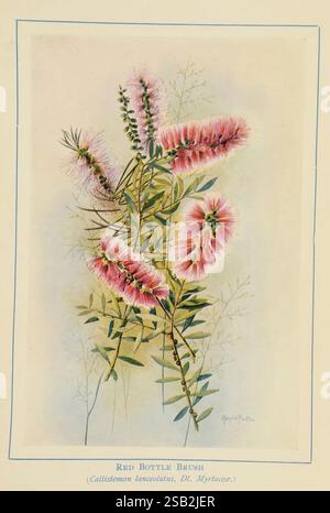 Australian Wild Flowers, Sydney, N. S. W. Bookstall Co, [1912?], Australien, Wildflowers, Margaret Flockton, Margaret Flockton, Frauen in der Wissenschaft, Eine wunderschön illustrierte Darstellung des Roten Flaschenbürsten, wissenschaftlich bekannt als Callistemon lanceolatus, der zur Familie der Myrtaceae gehört. Dieses botanische Kunstwerk zeigt die auffälligen zylindrischen Blumenhaufen der Pflanze, die eine lebhafte Mischung aus Rosa und weichem Rot darstellen. Die zarten, lang gezogenen Blätter bilden eine anmutige Kulisse, die die kräftigen Blüten betont. Das detaillierte Rendering hebt die feinen Texturen und komplizierten Strukturen beider Bereiche hervor Stockfoto