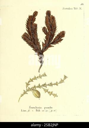 Die, Pflanzenthiere, in, Abbildungen, nach, der, Natur, Nürnberg, in, der, Raspischen, Buchhandlung, 1791-1830, Cnidaria, Ctenophora, die Illustration zeigt eine botanische Studie der Serutlaria pumila, die fein detaillierte Wedel zeigt, die sich durch ihre komplizierten gelappten Strukturen auszeichnen. Eine Reihe von feinen, verzweigten Stämmen, die über den Wedern sichtbar sind, stellt die Fortpflanzungseigenschaften der Pflanze dar, wobei kleine, knospende Blüten entlang der Zweige zart angeordnet sind. Zusätzlich fügt eine Schale, die symbolisch neben der Pflanze platziert ist, visuelles Interesse und Kontext hinzu, was auf die mari hindeutet Stockfoto