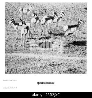 Hufe, Klauen und Geweihe der Rocky Mountains, vor der Kamera. Denver, Co. F.S. Thayer, 1894. Tiere, Bildwerke, Eine Gruppe von Pronghorn Antilopen stehen in einer natürlichen Landschaft, die von karger Vegetation und offenem Gelände geprägt ist. Ihre schlanken Körper und markanten Markierungen sind hervorzuheben, während sie weiden und ihre Umgebung beobachten. Die Tiere zeigen eine Reihe von Haltungen; einige sind wachsam und andere sind entspannter, was ein Gefühl von Kameradschaft und Wachsamkeit in der Herde schafft. Die Einstellung betont ihre Anpassungsfähigkeit an die Umgebung und hebt sowohl ihre anmutigen Formen als auch die hervor Stockfoto