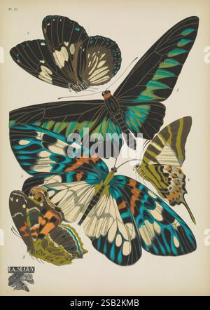Papillons, Paris, Tolmer [ca. 1925], Schmetterlinge, Insekten, Arthropoden, schmetterlinge, Bildwerke, Dekoration und Ornamente, Tierformen, trogonoptera brookiana, Euploea radamanthus, Pyrameis myrinna, Erasmia pulchella, papilio-Antiphate, eine fesselnde Illustration zeigt fünf verschiedene Schmetterlingsarten, die jeweils lebendige Muster und Farben zeigen. Die Schmetterlinge sind in einer dynamischen Darstellung angeordnet, wobei oben zwei große Exemplare sichtbar sind, die auffällig schillernde Blau- und Grüntöne gegen dunkle Flügelmuster zeigen. Unter ihnen zeigen zwei kleinere Schmetterlinge Intrica Stockfoto