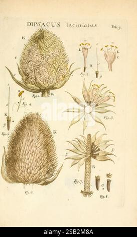 Illustratio systematis sexualis Linnaeani Francofurti ad Moenum, Varrentrapp et Wenner, 1789, Pflanzen, Klassifizierung, Linnaeus, der New Yorker Botanische Garten, Bildwerke, Carl von Linné, Dipsacus laciniatus, Eine botanische Illustration mit der Pflanze Dipsacus lacinatus, auch bekannt als die Cutleaf Teasel. Die Zeichnung zeigt verschiedene Teile der Pflanze, darunter den charakteristischen, stacheligen Blütenkopf, detaillierte Strukturen der Blüten und einzelne Blätter. Die Etiketten weisen auf verschiedene Bestandteile hin, wie z. B. die Blumenanordnung und die Merkmale des Stängels. Diese pädagogische Darstellung betont die Stockfoto