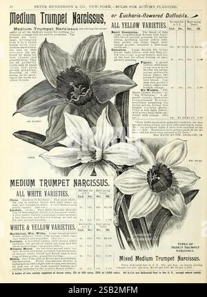 Herbst, Zwiebeln, Katalog, New York, Peter Henderson & Co, 1900, Blumen, Gartenarbeit, Samen, Kataloge, Narzissen, Ausrüstung und Zubehör, Zwiebeln, Pflanzen, Handelskataloge, Peter Henderson Co., Garden Stories, in Bloom, eine künstlerische Darstellung der mittleren Trompete Narcissus Blüten, die ihre eleganten Blüten mit einer detaillierten Beschreibung verschiedener Narzissen-Sorten präsentieren. Das Layout ist mit gut organisierten Informationen zu den Pflanzrichtlinien versehen, einschließlich Daten für das Pflanzen und spezifischen Pflegeanweisungen. Verschiedene Merkmale der Blumen, wie Farbvarianten und Arten, werden hervorgehoben Stockfoto