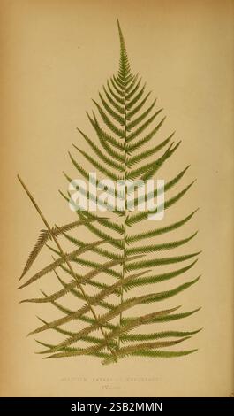 Farne, britisch, exotisch, 1856-60, Farne, ein ausgeglichenes Farnblatt mit komplizierten, fächerförmigen Fronten, die eine zarte Anordnung von Flugblättern zeigen. Das Blatt zeigt einen anmutigen Bogen, der die natürliche Symmetrie und Eleganz der Farnstruktur zeigt. Daneben ergänzt ein kleinerer, schlanker Frond den größeren, was auf die unterschiedlichen Formen innerhalb der Farnfamilie hindeutet und der Komposition Tiefe verleiht. Der Hintergrund zeigt einen gedämpften, neutralen Ton, der das leuchtende Grün des Laubs hervorhebt und die Aufmerksamkeit auf die detaillierten Adermuster und Texturen der Blätter lenkt. Stockfoto