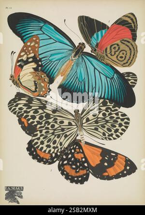 Papillons, Paris, Tolmer [ca. 1925], Schmetterlinge, Insekten, Arthropoden, schmetterlinge, Bildwerke, Dekoration und Ornamente, Tierformen, Papilio zalmoxis, Hestia lynceus, Callicore marchali, Papilio pylades, Stalachtis phlegetonia, Arthropoden zeigt die Illustration eine Sammlung von fünf verschiedenen Schmetterlingsarten, jede von ihnen ist lebendig detailliert mit komplexen Mustern und Farben. Der Schmetterling oben links zeigt helle Blau- und Grüntöne mit einzigartigen Markierungen auf den Flügeln. Daneben präsentiert sich ein Schmetterling in kräftigen Rot- und Brauntönen mit auffälligen augenähnlichen Mustern. Darunter zwei Schmetterlinge Stockfoto