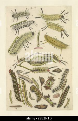 Lepidoptera Manuskript [zwischen 1873 und 1883?] lepidoptera Lebenszyklen Manuskripte Bildwerke Insekten Schmetterlinge, diese Komposition enthält eine Vielzahl von Raupen, jede detailreich und in verschiedenen Positionen und Orientierungen dargestellt. Die Abbildung zeigt ihre verschiedenen Formen, Größen und Texturen und hebt die wichtigsten anatomischen Merkmale wie Segmente, Muster und Farbgebung hervor. Neben den Raupen gibt es nummerierte Etiketten, die bestimmte Arten oder Variationen angeben, was einen wissenschaftlichen Kontext liefert. Das Arrangement stellt eine reichhaltige Studie dieser Larven dar, die ihre r Stockfoto
