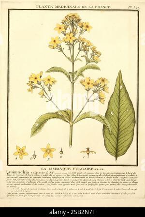 Herbier de la France, Paris, Chez l'auteur, Didot, Debure, Belin, 1780-93, Frankreich, Pilze, Heilpflanzen, malerische Werke, Pflanzen, giftige Pflanzen, Eine botanische Illustration, die die Pflanze Lysimachia vulgaris zeigt, allgemein bekannt als gelber Loosestrife. Die Darstellung zeigt einen hohen Stiel, der mit gelben Blüten verziert ist, von denen jedes fünf Blütenblätter und eine ausgeprägte sternförmige Form aufweist. Deutlich sichtbar ist ein großes, längliches Blatt mit glatter Textur, das rechts vom Stiel positioniert ist. Das Bildmaterial ist am unteren Rand sorgfältig beschriftet, um die Arten zu identifizieren und Details zu erhalten Stockfoto