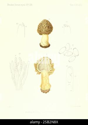 Icones mycologicae, ou Iconographie des Champignons de France ...
