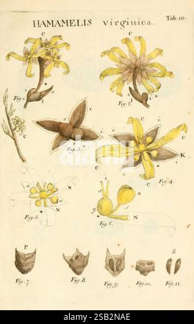 Illustratio, systematis, sexualis, Linnaeani, Francofurti, Ad Moenum, Varrentrapp, et Wenner, 1789, Werke, Klassifizierung, Linné, thenewyorkbotanicalgarden, Bildwerke, Carl, von, hamamelis virginiana, zeigt diese Illustration verschiedene detaillierte Studien der Hamamelis virginica, allgemein bekannt als amerikanische Hexenhamelis. Das Bild enthält beschriftete Diagramme, die verschiedene Aspekte der Pflanze hervorheben, darunter Blüten in verschiedenen Blütestadien und verschiedene Teile der Blütenstruktur. Jede Figur ist akribisch gezeichnet und zeigt die einzigartigen Merkmale der Art. Das Arrangieren Stockfoto